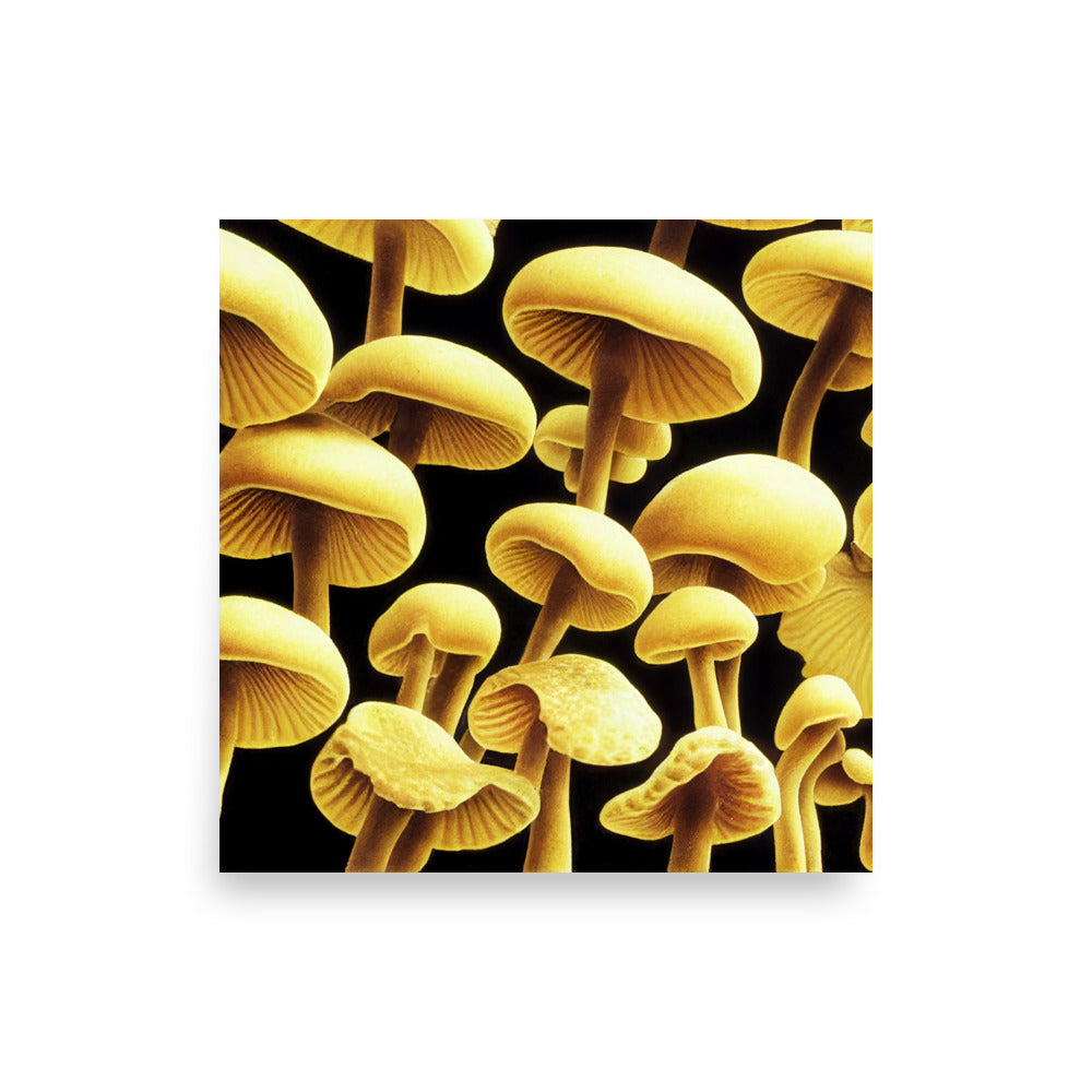 Mushroom Magic: Neutral - Luster Poster